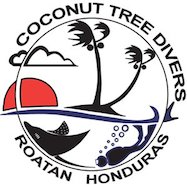 Logo Coconut Tree Divers
