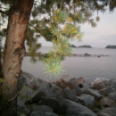 Logo Gavles Dykcenter