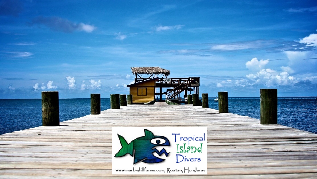 Logo Tropical Island Divers